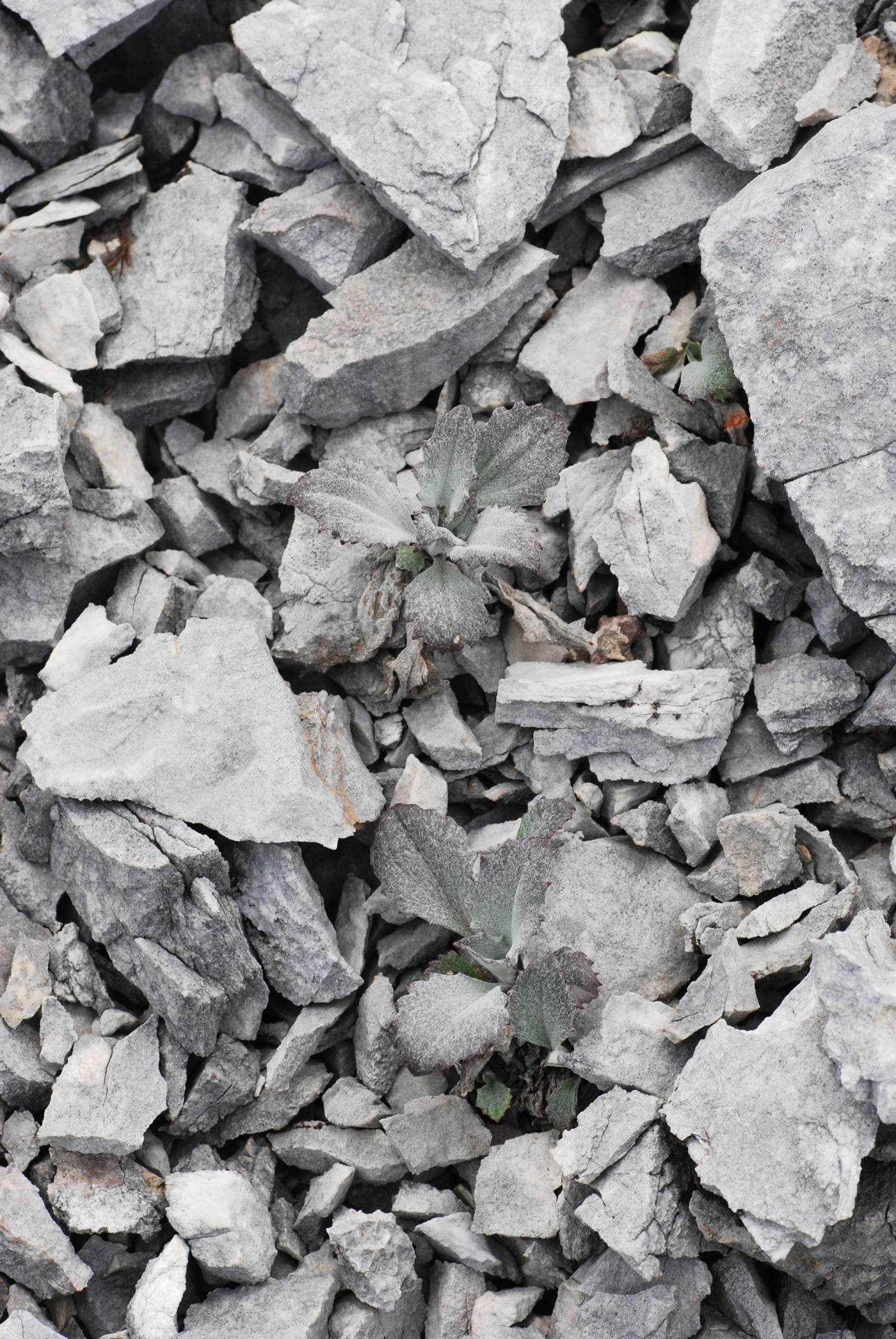 <i>Saussurea quercifolia</i>