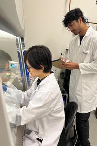 Scientists work on a cell culture