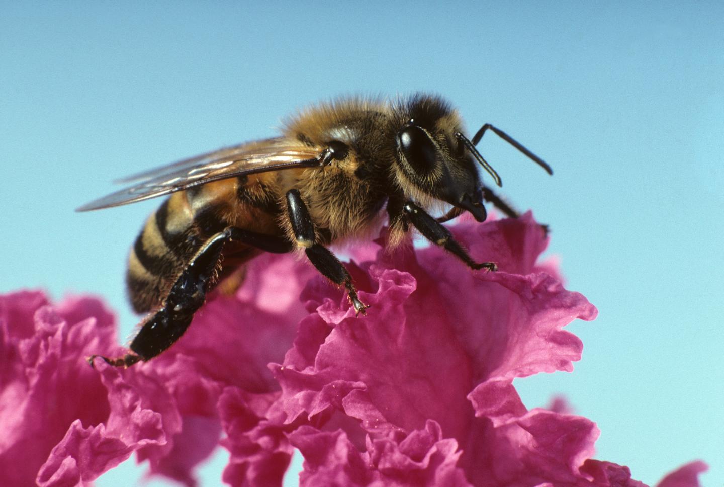 Honeybee