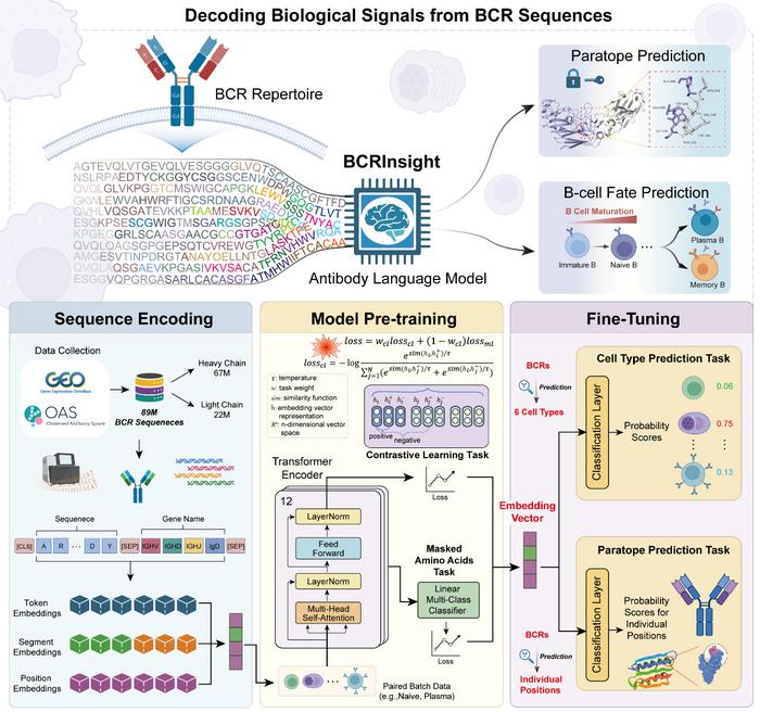 Researchers Develop AI Model to Decode B-Cell Receptor "Fingerprints"