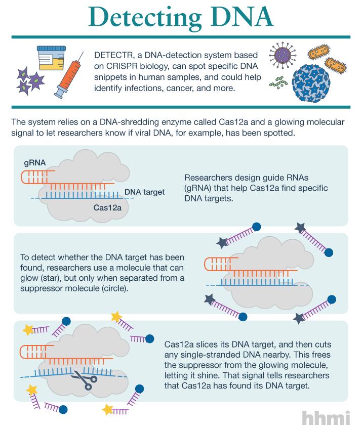 Detecting DNA