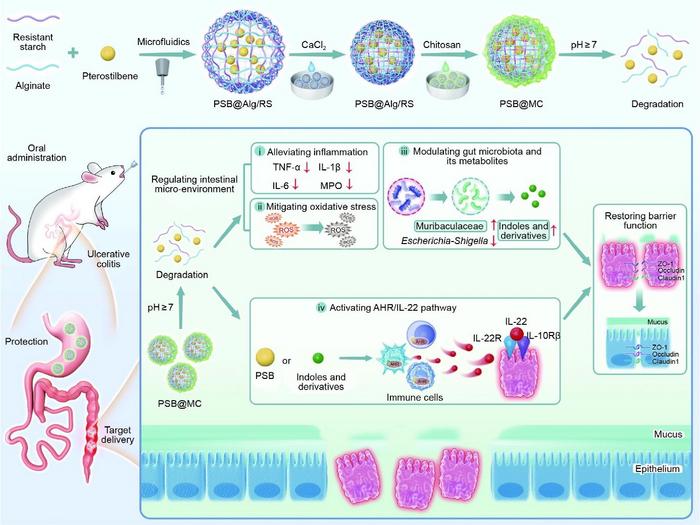 Schematic illustration of PSB@MC preparation and potential therapeutic mechanisms.