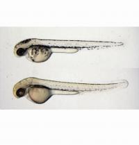 Fungal Compound Causes Less Pigmentation in Zebrafish Embryos