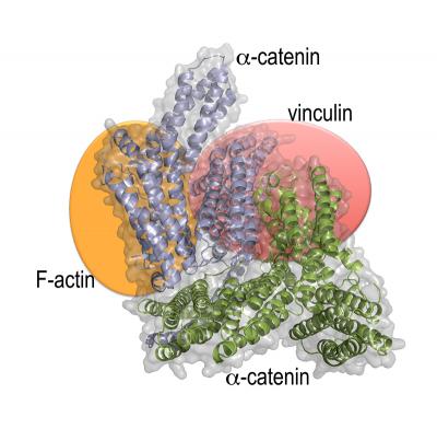 Alpha-Catenin