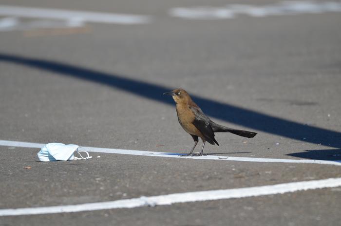 Female great-tailed grackle