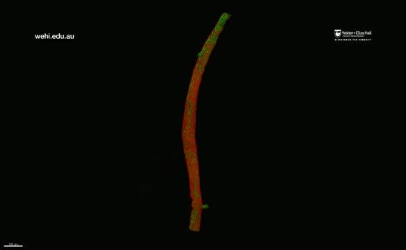 Microscopic View within a Mammary Duct