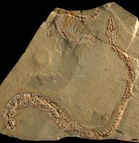 <I>Eupodophis descouensi</I>