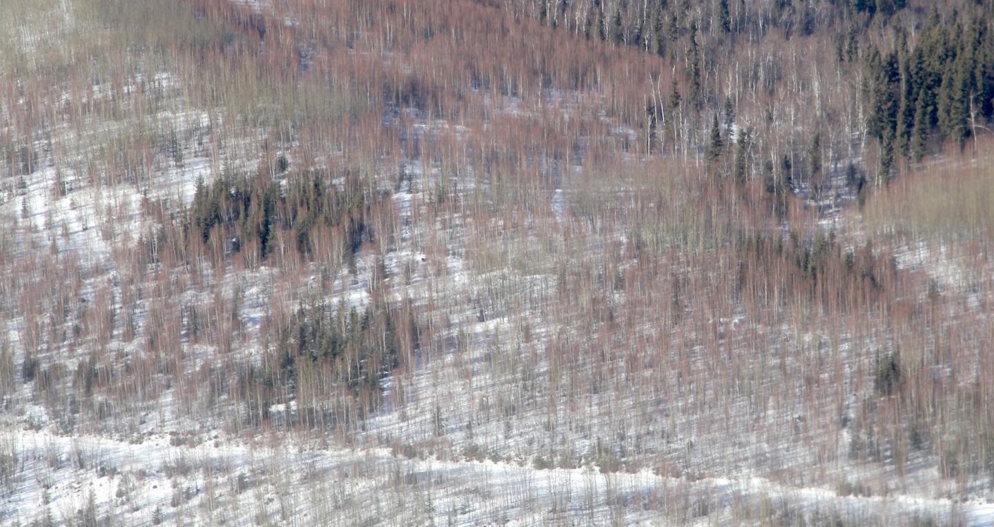 Spruce Regeneration Plots