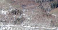 Spruce Regeneration Plots