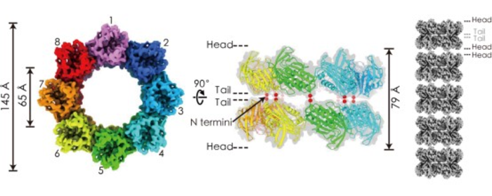 Identification and architecture of a putative secretion tube across mycobacterial outer envelope