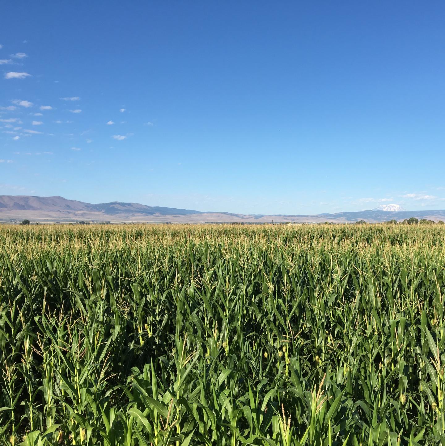 Field corn