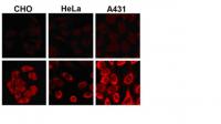 Confocal Images 