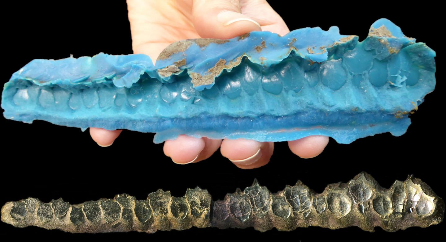 Mold Coated Cast