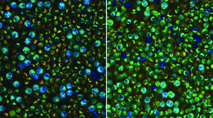 Quiescent and Activated Immune Cells