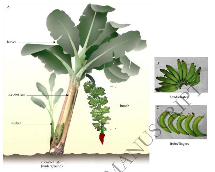 Phenotypic characteristics of a banana plant.