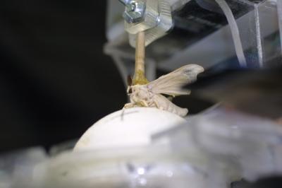 Insect-Driven Robot (2 of 2)