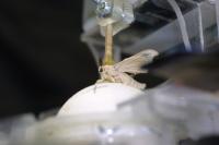 Insect-Driven Robot (2 of 2)