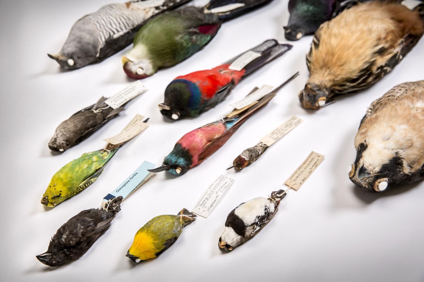LSU Museum of Natural Science Bird Collection 3