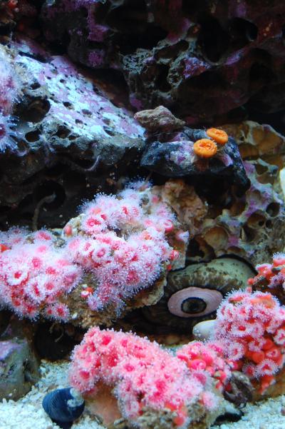Local California Invertebrates