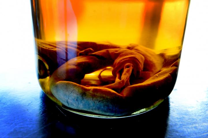 <I>Kuphus polythalamia</I> in Jar