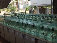 Red Sea Simulator
