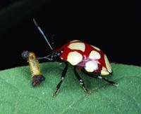 Stink Bug Attack