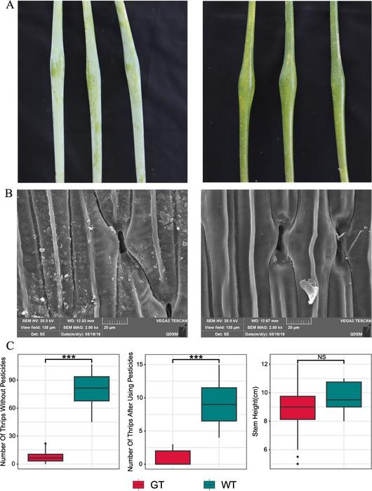 Characterization of the EW and statistics of agronomic traits in onions.