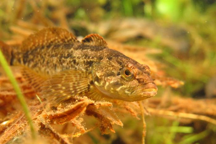 Prickly sculpin