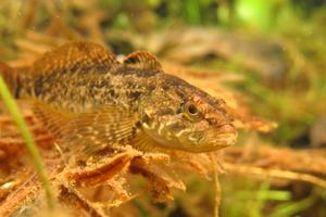 Prickly sculpin