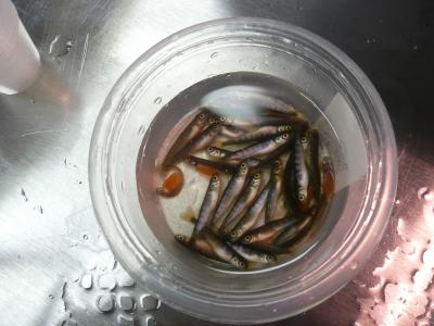 Recently Hatched Salmon