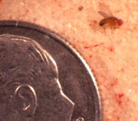 Drosophila Size
