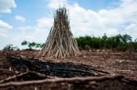 Cassava Stakes