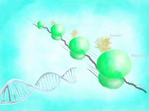 Translation process accelerated to produce proteins more efficiently