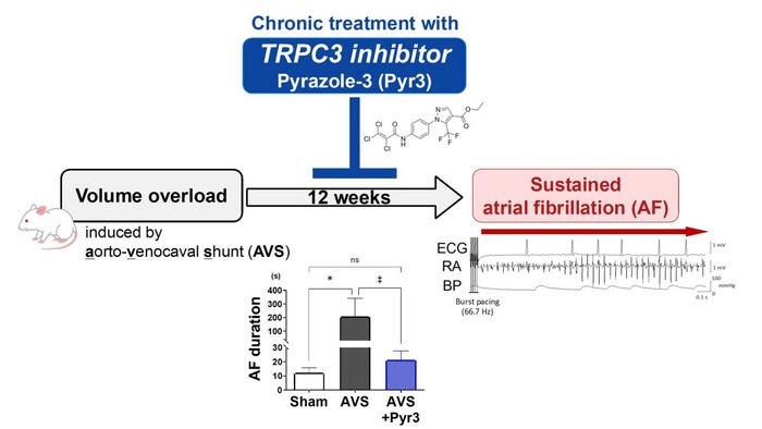 TRPC3 Inhibitor Effectively Suppresses Sustained Atrial Fibrillation in Rats
