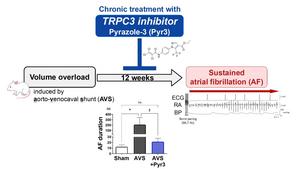 TRPC3 Inhibitor Effectively Suppresses Sustained Atrial Fibrillation in Rats