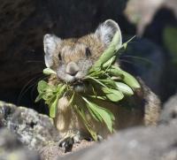 Pika Haying