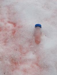 Sampling of Red Snow