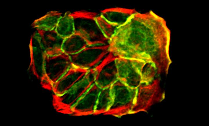 Skin Cells Growing in a Petri Dish