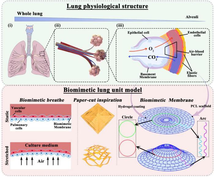 A microphysiological system of the Controllable Strain Membrane (BCSM) for cell stretching