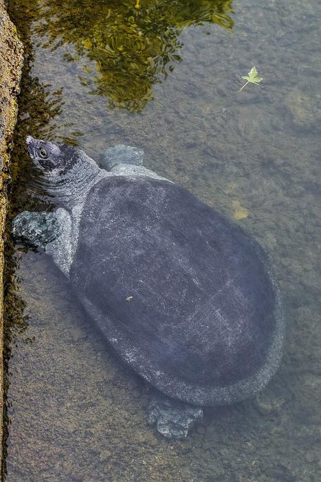 Stable isotope evidence of anthropocene disruption in African softshell turtle foraging