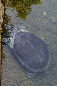 Stable isotope evidence of anthropocene disruption in African softshell turtle foraging