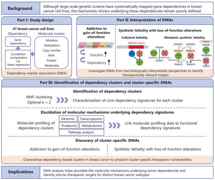How gene dependency analysis reveals therapeutic vulnerabilities in breast cancer.