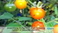 An Invasive Asian Fly is Taking Over European Fruit