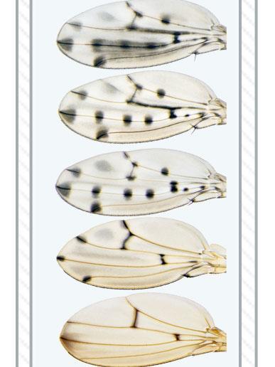 Fruit Fly Wings
