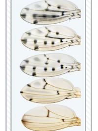 Fruit Fly Wings