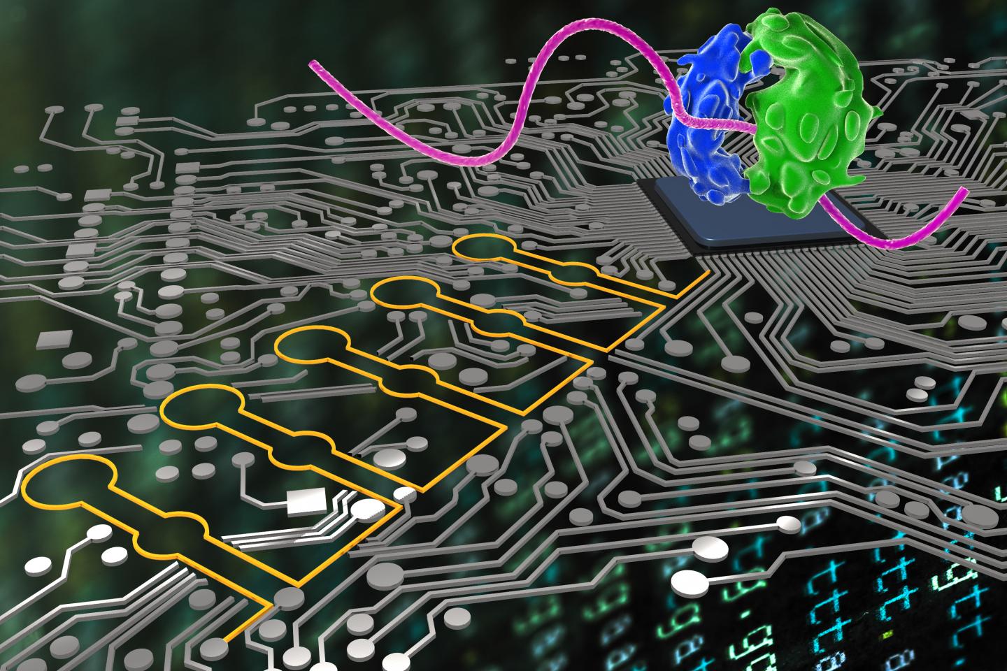 Ribocomputing