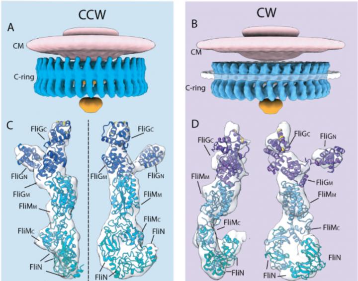 Flagellar motor