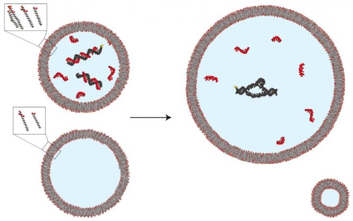 Diluting Contents of Primitive Cells Increases Activation of RNA Enzyme