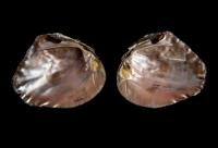 The Maya used Mussels for Food and Ornamentation