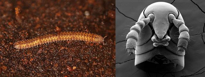 millipede
